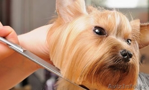 Грумминг собак и кошек #1064628