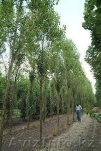 саженцы карагача 1, 5-2м,  2 летки по 350 тенге #1051626