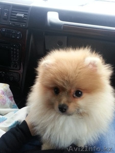 щенок немецкого шпица #1060388