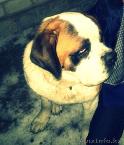 Кобель сенбернара ищет подругу #1057271