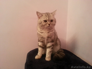 котик ищет кошечку для вязки #1058620