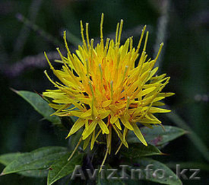 Сафлор семена масленого #1060464