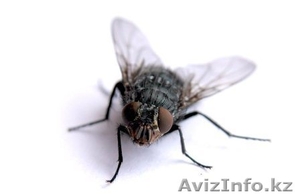 уничтожение мух #1064584