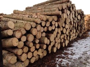 Оптовые поставки леса из Восточного Казахстана #1062151