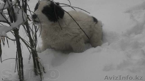 Продаются щенки среднеазиатской овчарки  #1061079