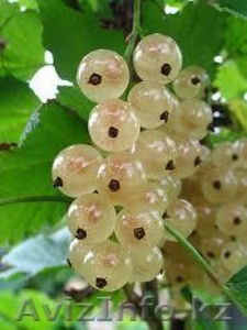 Саженцы белой смородины #1059623