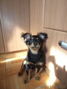 щенок той терьер,  продаю #1051282