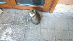 Кошка Герда ищет дом #1055032