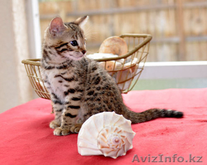 Бенгальские котята  #1063393
