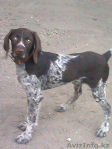  щенки дратхаара #1056442
