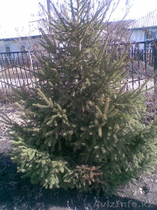 ель сибирская в астане #1049531