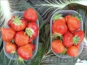 Рассада клубники 