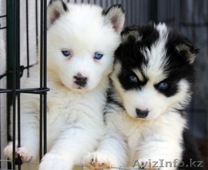 Сибирский хаски для свободного принятия #1062346