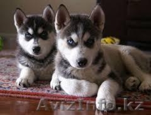 они лучшие Сибирский хаски для свободного принятия #1062382