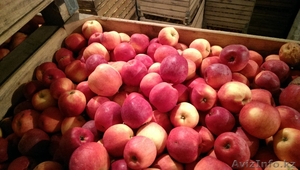 продаю яблоки айдаред , флорина,  симиренко #1060177