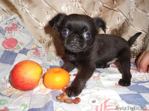 Щенок пти брабансона черного окраса #1053368