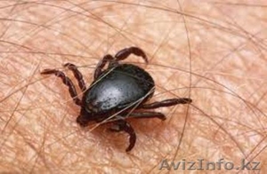 уничтожение клещей в Алматы  #1064583