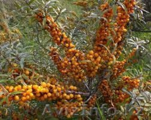 Саженцы облепихи #1059330