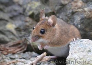 уничтожение крыс и мышей #1064566