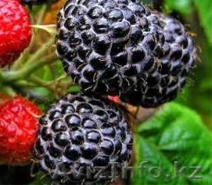 Продам недорого саженцы черной малины! #1060773