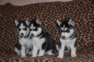 Щенки Хаски питомник ===|тэги удалены|=== #1051688