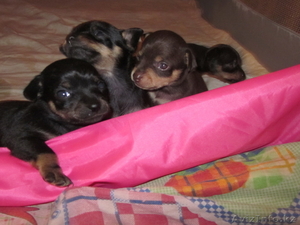 щенки той-терьер! #1053962