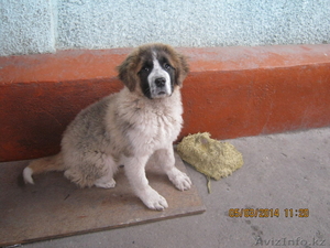 ЩЕНОК СЕНБЕРНАРА #1056931