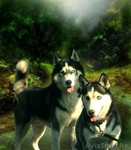 Щенки Хаски питомник ===|тэги удалены|=== #1051687