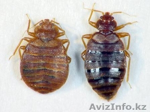 Уничтожение клопов в Алматы #1064563