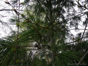 Дача с гаражом Восточный #1062441