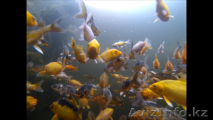 Кои (японские карпы) #1061273