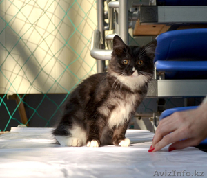 Курильский бобтейл! Котенок-рысенок! #1058524