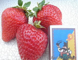 Рассада клубники