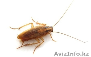 уничтожение тараканов #1064565