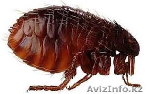 уничтожение блох в Алматы #1064567