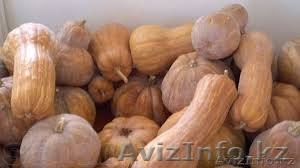 Продам тыкву,  оптом и в розницу. Без химикатов,   #1059574