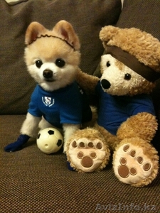 возьму щенка девочку породы шпиц,  недорого #1068225