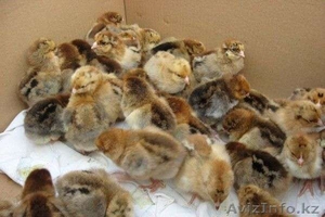 Продам Подрощенных Цыплят  #1078536