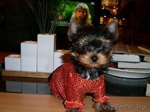 очаровательные мини щеночки йоркширского терьера #1080748