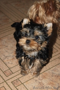 Очаровательные щенки йоркширского терьера #1080734