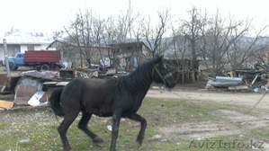 продам лошадь    жеребец                                                         #1079295