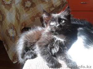 Котята от кошки крысоловки #1071971