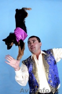 Шоу Эдуарда с собачками #1077791