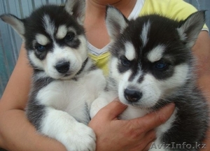 Щенки сибирской хаски. #1081169