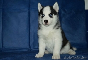 Продам щенков хаски #1081152