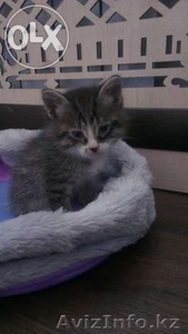 Котёнок как ребёнок,  ищет маму!!! #1080361