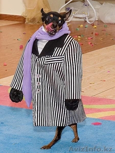 Дрессура от Виктории (Шоу Собак) #1077792