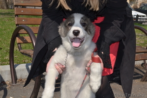 Щенок алабая,  девочка 3 мес. #1078360