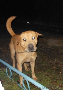 Отдам собаку в хорошие руки! #1078425