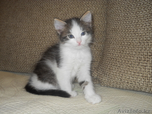 Кошечку в хорошие руки! #1076252